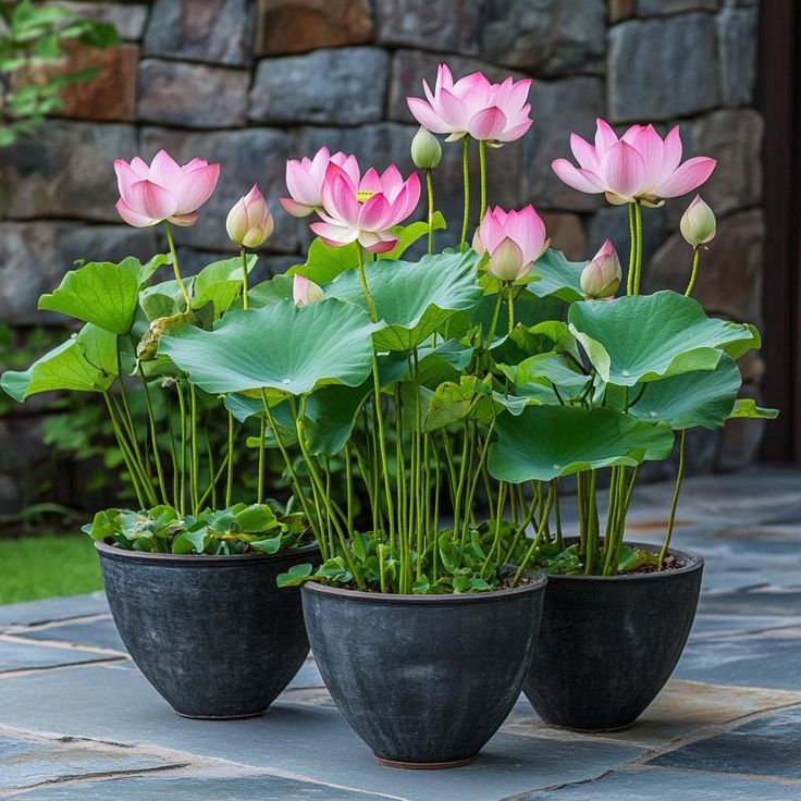 Bonsai Lotus Flower Seeds