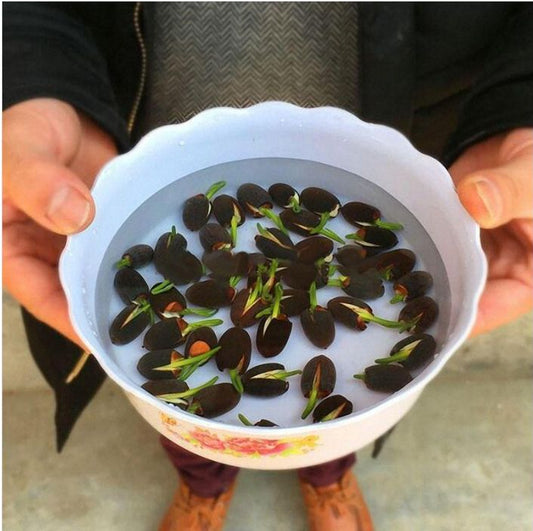 Bonsai Lotus Flower Seeds